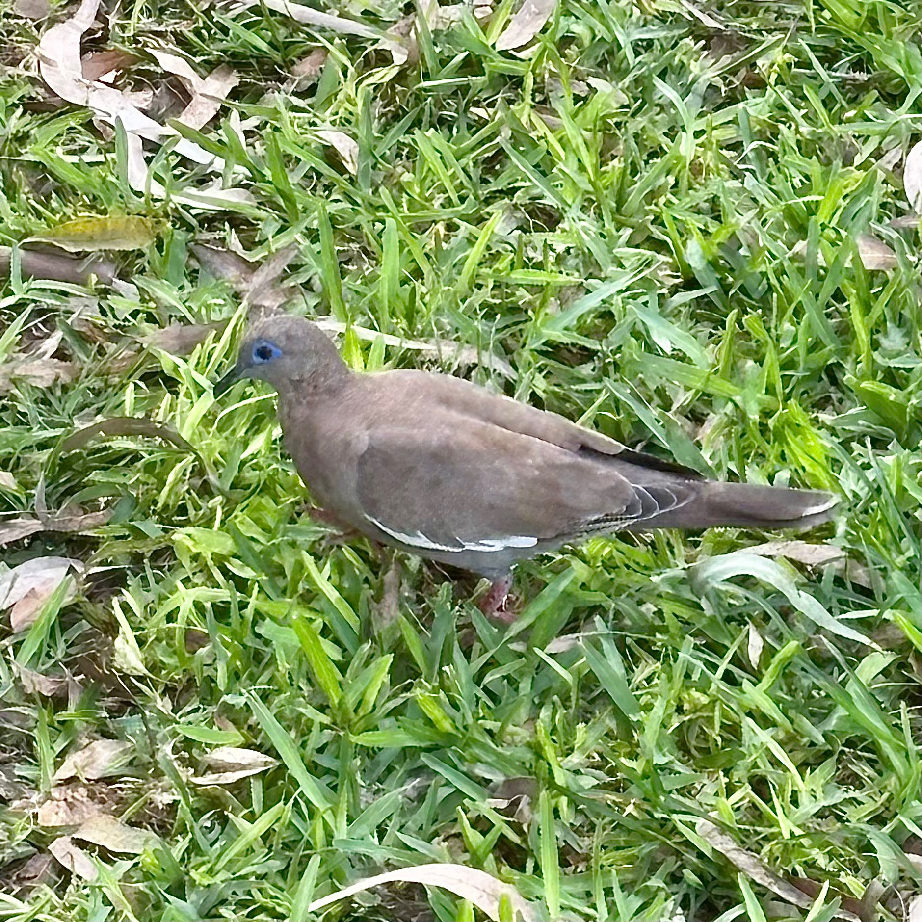 West Peruvian Dove (Zenaida meloda), photo 10