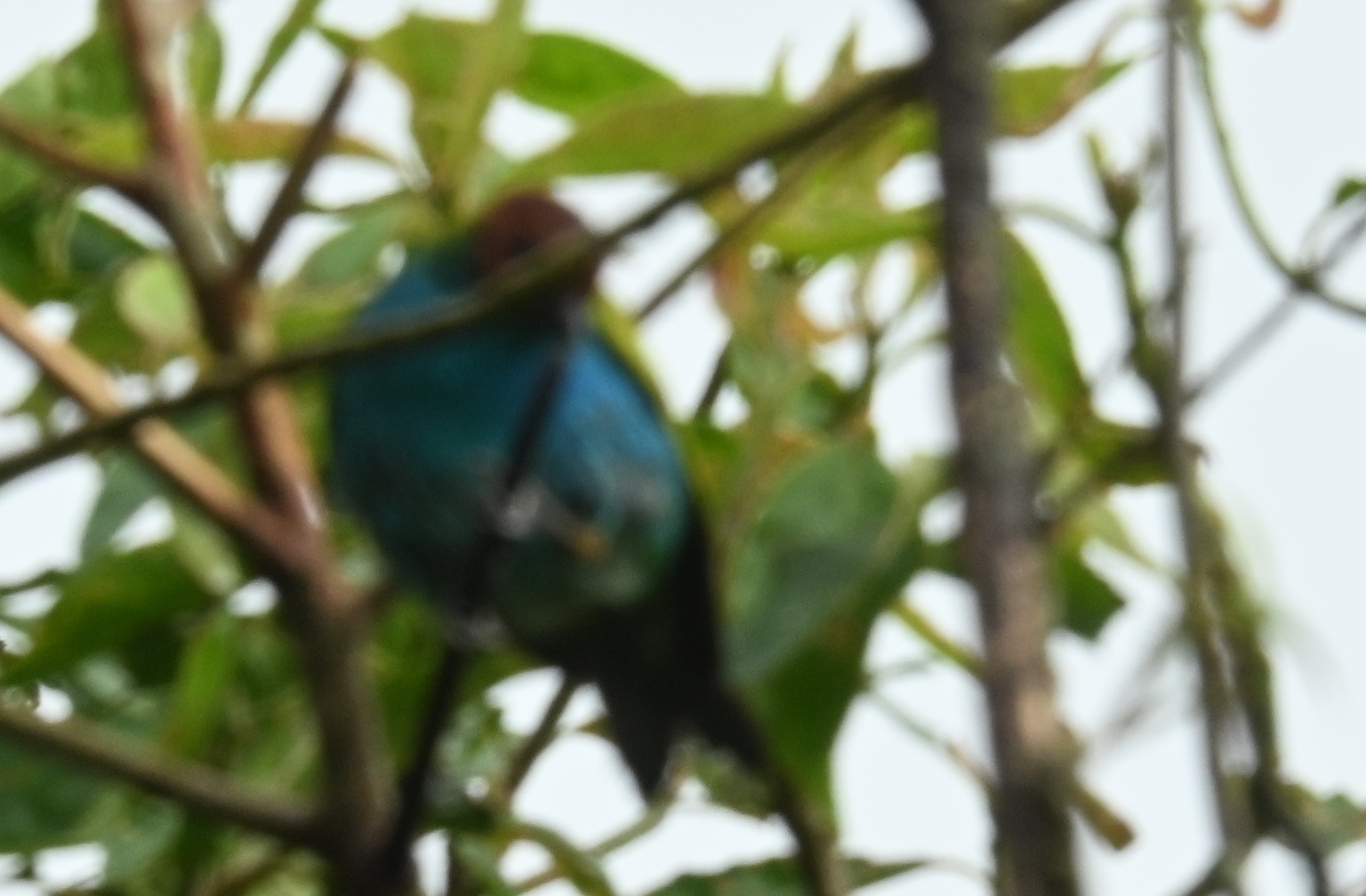 Bay-headed Tanager (Tangara gyrola), photo 9