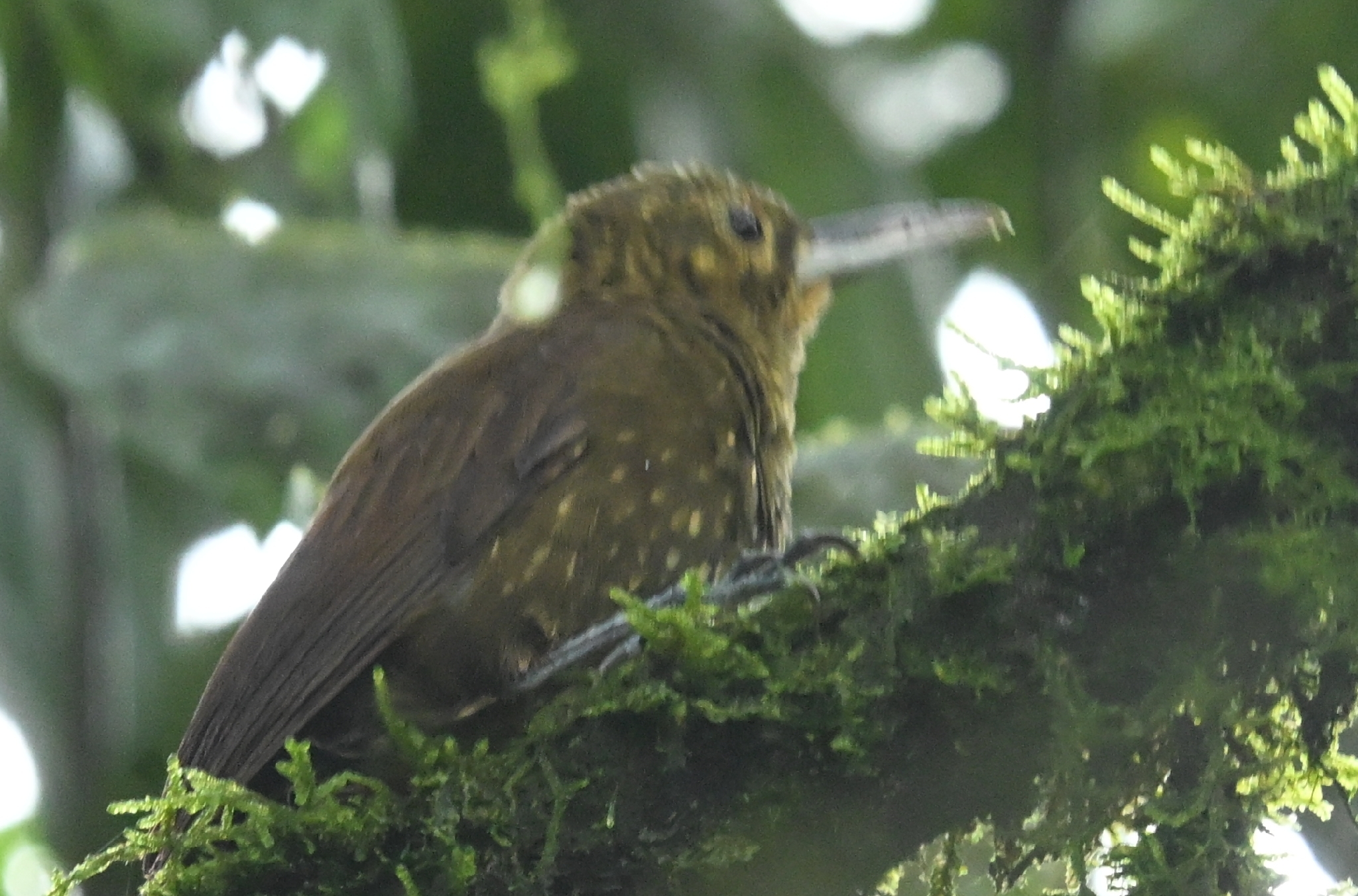 Spotted Woodcreeper (Xiphorhynchus erythropygius), photo 7