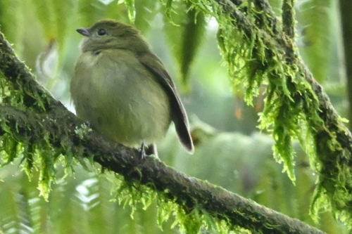 White-ruffed Manakin (Corapipo altera)