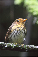 Grallaricula flavirostris