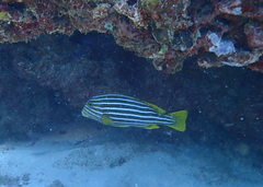 Plectorhinchus polytaenia
