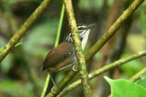 White-breasted Wood Wren (Henicorhina leucosticta), photo 3