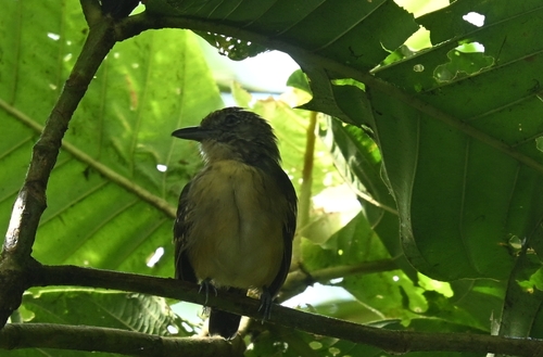 Spot-crowned Antvireo (Dysithamnus puncticeps), photo 2