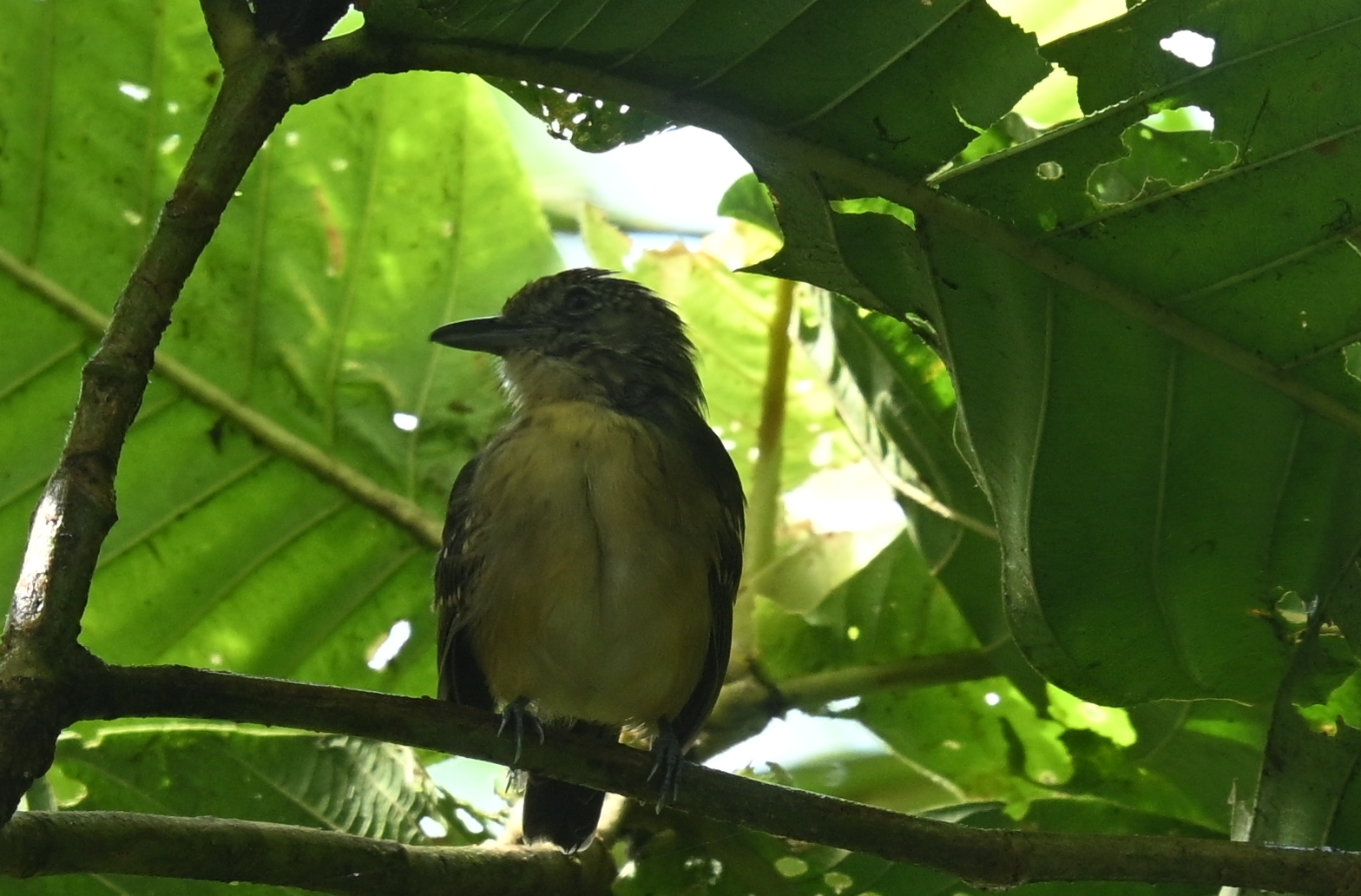 Spot-crowned Antvireo (Dysithamnus puncticeps), photo 2