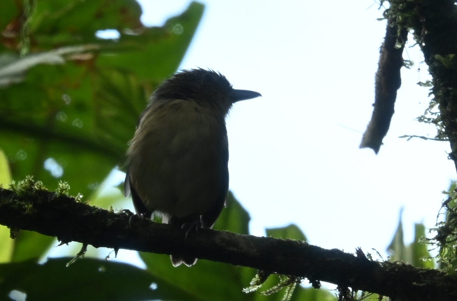 Spot-crowned Antvireo (Dysithamnus puncticeps), photo 3