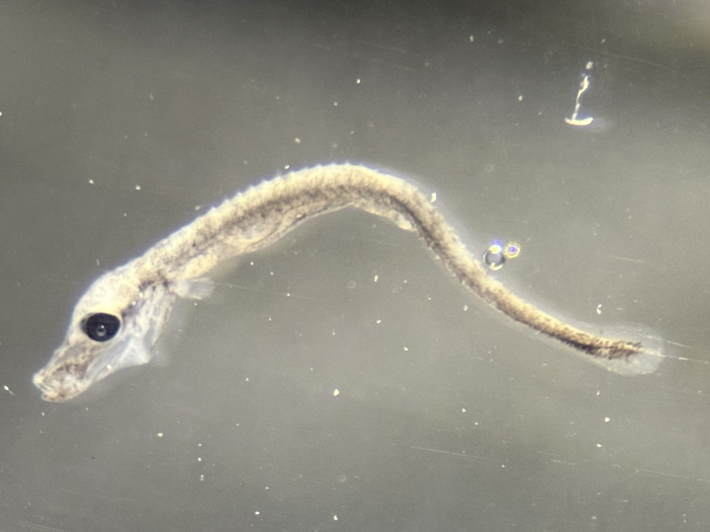 Opossum pipefish (Microphis lineatus) — Syngnathidae