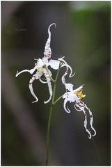 Oncidium cirrhosum
