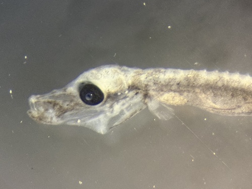 Opossum pipefish (Microphis lineatus) — Syngnathidae — 3