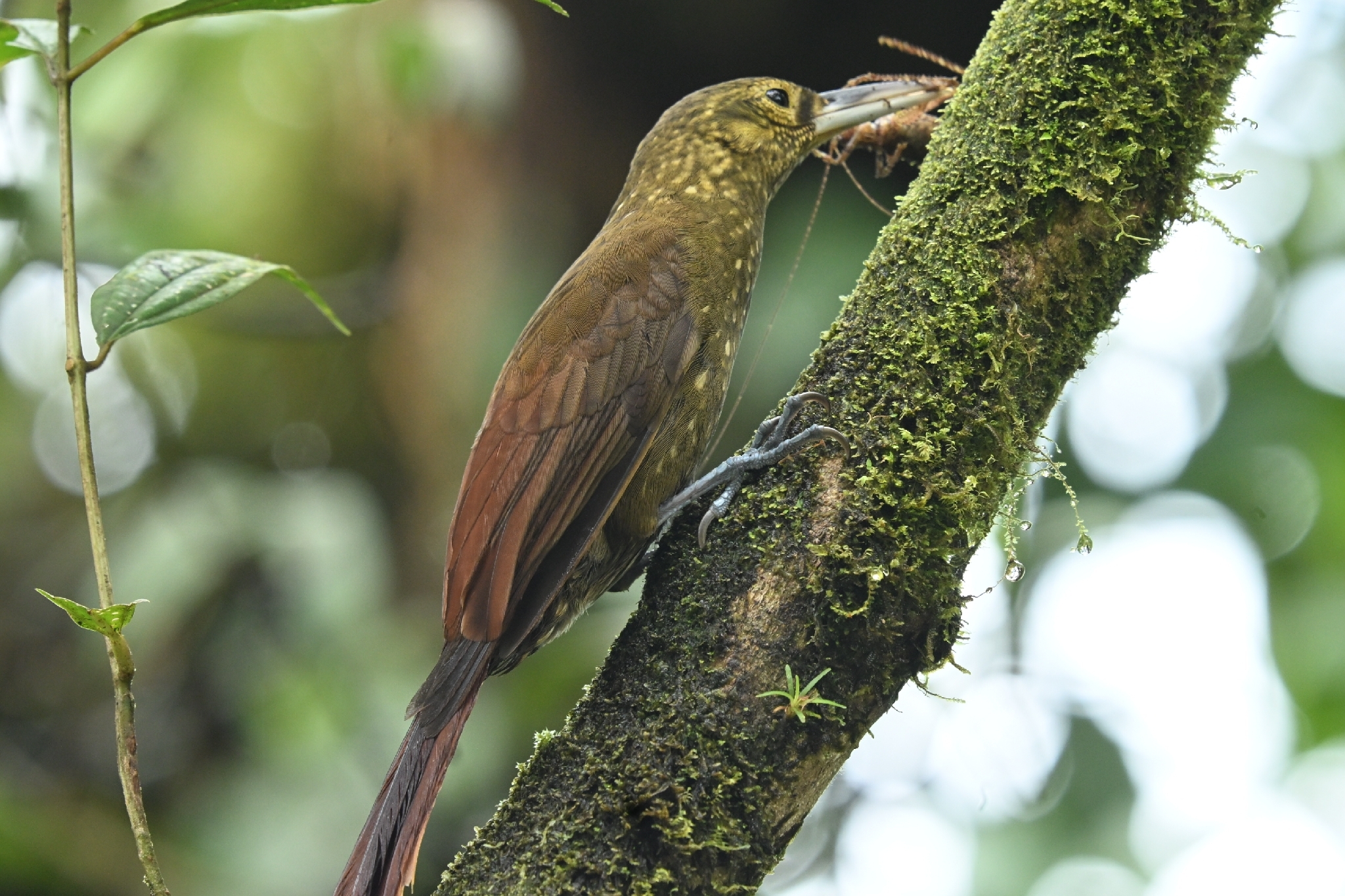 Spotted Woodcreeper (Xiphorhynchus erythropygius), photo 8