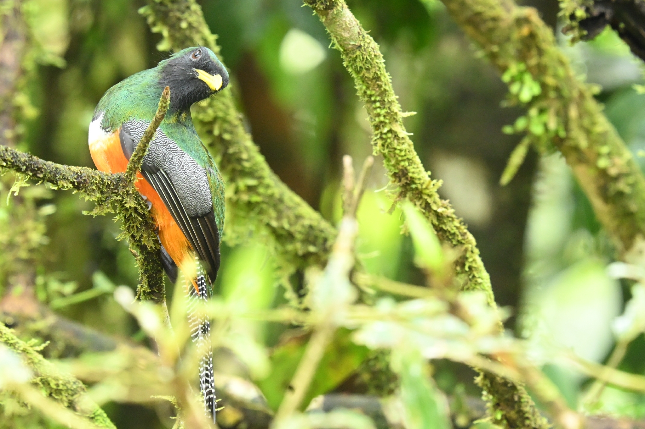 Collared Trogon (Trogon collaris), photo 7