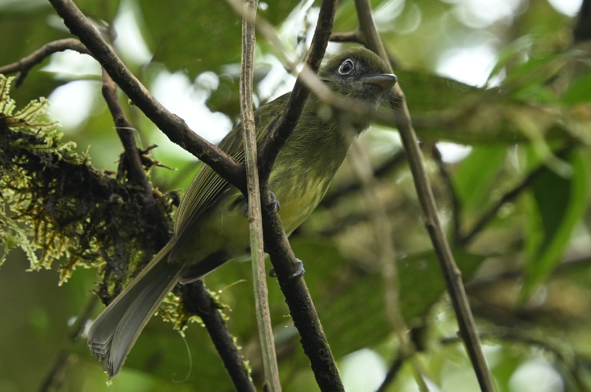 Eye-ringed Flatbill (Rhynchocyclus brevirostris), photo 2