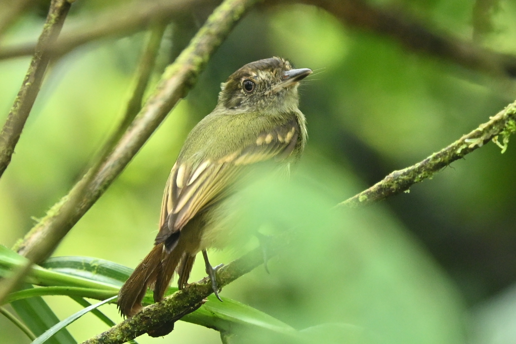 Sepia-capped Flycatcher (Leptopogon amaurocephalus), photo 2