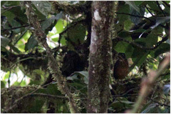 Grallaria guatimalensis