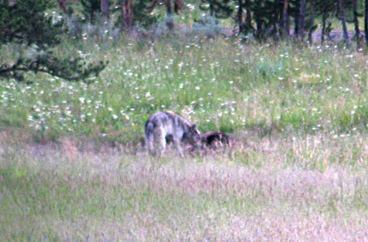 Gray Wolf in July 2005 by Kakapo38 · iNaturalist