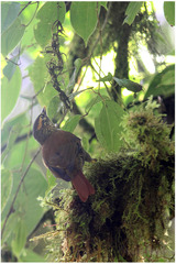 Anabacerthia variegaticeps