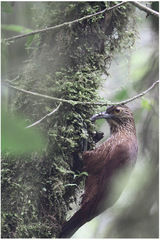 Xiphocolaptes promeropirhynchus