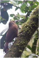 Xiphocolaptes promeropirhynchus