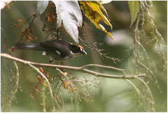 Atlapetes leucopterus