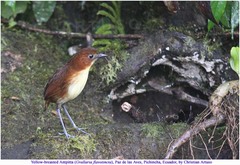 Grallaria flavotincta