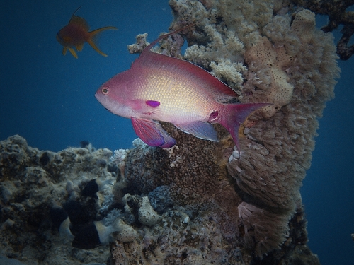 Pseudanthias squamipinnis