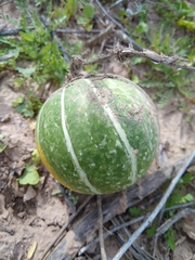 Cucurbita palmata
