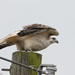 Krider's Red-tailed Hawk - Photo (c) Greg Lasley, some rights reserved (CC BY-NC), uploaded by Greg Lasley