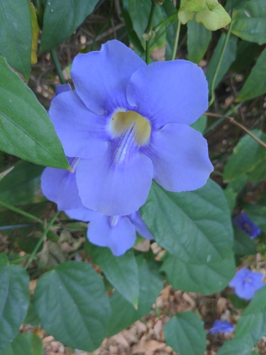 Thunbergia laurifolia observed 2026-02-05