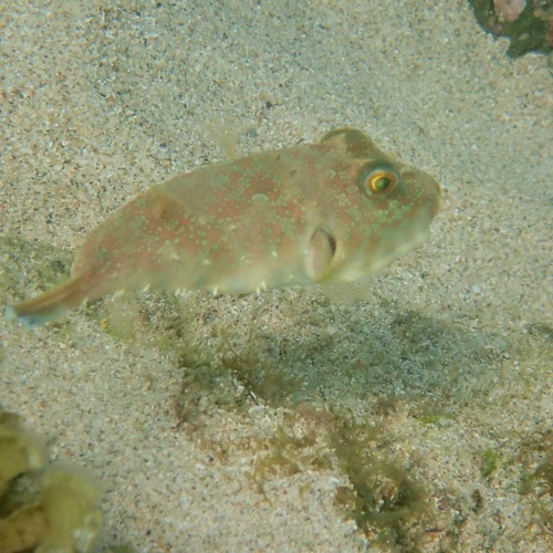 Longnose puffer (Sphoeroides lobatus) — Tetraodontidae — 5