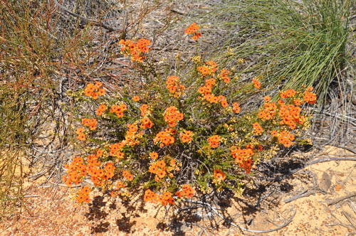 Pileanthus peduncularis observed 2025-10-15