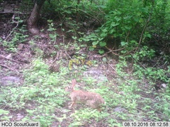 Sylvilagus cunicularius insolitus