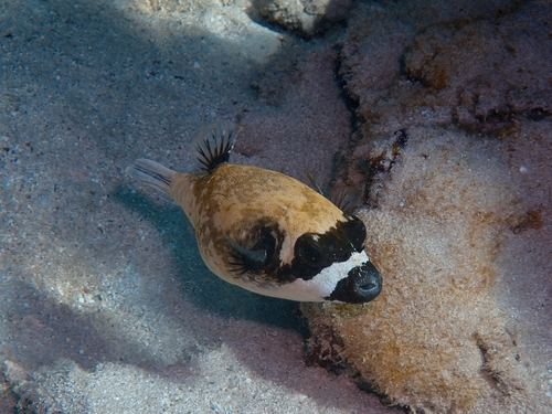 Masked Puffer — seen at this dive site