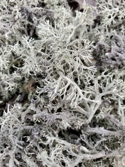 Cladonia submitis