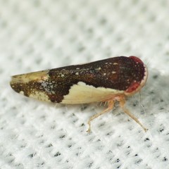 Norvellina pulchella