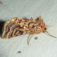 Autographa mappa