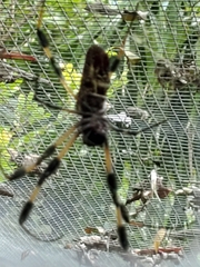Trichonephila clavipes image