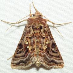 Autographa mappa