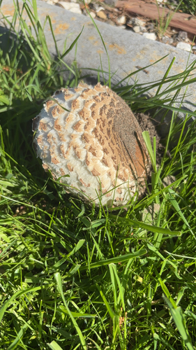 iNaturalist observation photo of Shaggy Parasol
