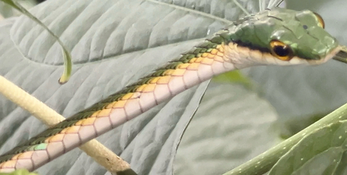 Leptophis dibernardoi