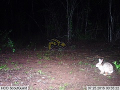 Sylvilagus cunicularius insolitus