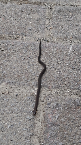 Atractus zgap