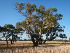 Eucalyptus leucoxylon