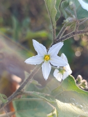 Solanum ferrugineum, photograph (c) Alberto Alcalá, some rights reserved (CC BY)
