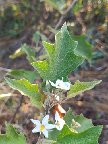 Solanum ferrugineum, photograph 4