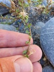 Vittadinia australis