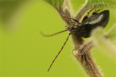Artematopodidae