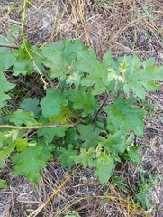 Solanum ferrugineum, photograph (c) Alberto Alcalá, some rights reserved (CC BY)
