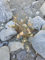 Vittadinia australis