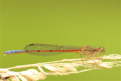 Oxyallagma dissidens