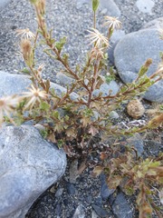 Vittadinia australis